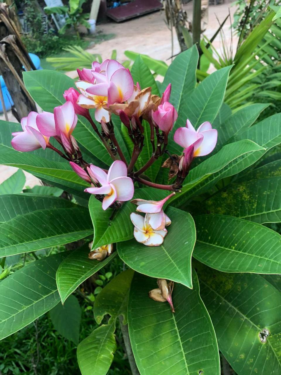 Sok Phen Homestay Ciudad de Siem Riep Exterior foto